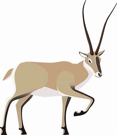 Antelope Clipart Tibetan Chiru Svg Pixels Wikimedia