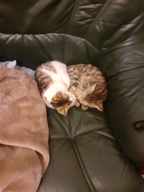 Two Kittens Peacefully Sleeping Aww
