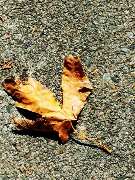 Premium Photo A Dried Leaf On The Pavement