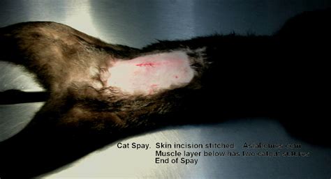 Closeup of a sutured incision on a young dog's lower abdomen a day after spay surgery. Cat speys - incision site question? | Yahoo Answers