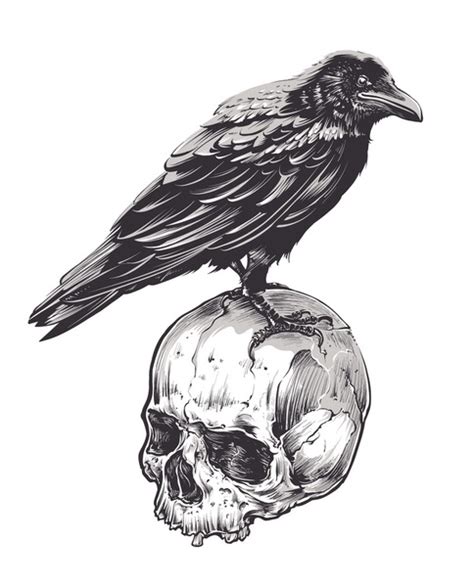 6309 Crow Skull Royalty Free Photos And Stock Images Shutterstock