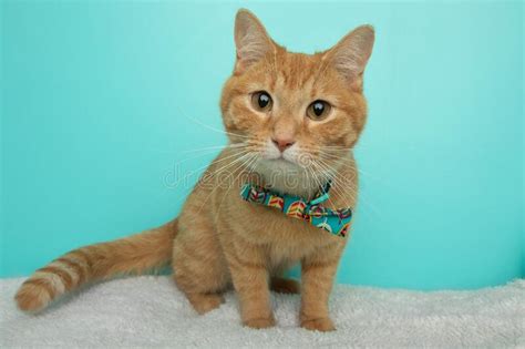 Orange Tabby Cat Wearing A Bow Tie Stock Photo Image Of Domestic