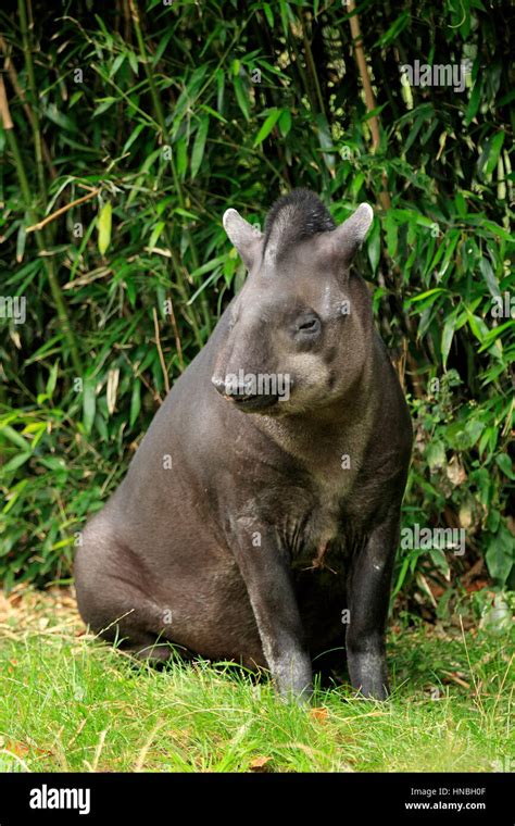 Brazilian Tapir Lowland Tapir Tapirus Terrestris South America