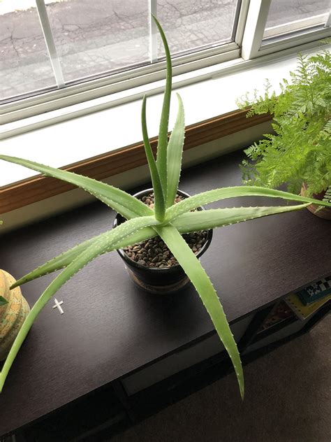 Aloe vera barbadensis is the most cultivated of the species and is native to north. It was time to repot the big aloe, put it in a pot I made ...