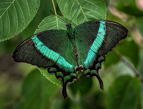 Banded Beauty The Emerald Swallowtail Aka Emerald Peacock Flickr