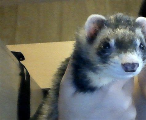 The Face Of Evil Ferrets