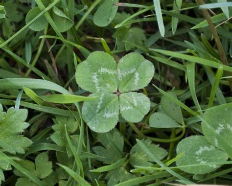 Shamrocks And Four Leaf Clovers Whats The Difference The Old