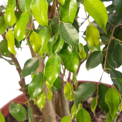 Ficus Benjamina Ex Tica M Grupo Hijuelas