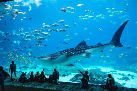 30 Best Aquariums In The Us Road Affair