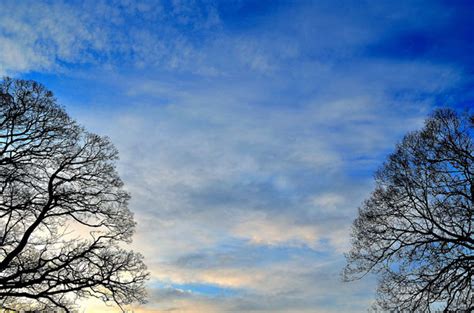 Background Of Sky And Trees Free Stock Photo Public