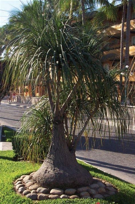 Outdoor Ponytail Palm Care Can You Plant Ponytail Palms Outside