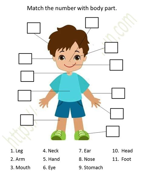 Help your child learn about the human body with a body parts worksheet. Environmental Science - Preschool: Matching-Body Parts ...