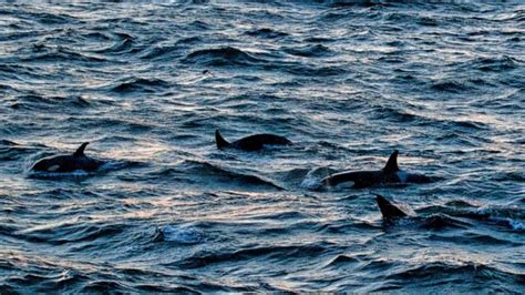 Pod Of Orca Whales Migrate More Than 3000 Miles From Iceland To Italy