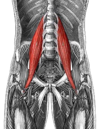 Appendicular Muscles Pelvic Girdle And Lower Limb Flashcards Quizlet