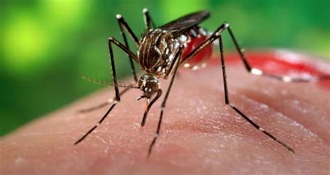 Recovering For Chikungunya Things You Need To Know Nidsun