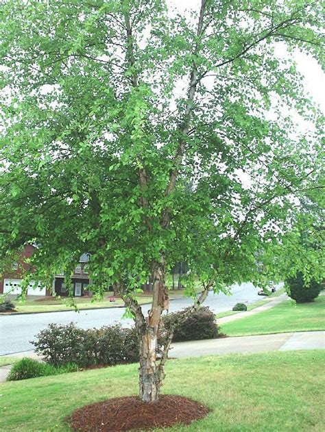 River Birch Tree For Backyard Trees For Front Yard Front Yard Garden Backyard Garden Front