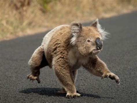 10 Interesting Facts About Koala Bears Four Paw Square