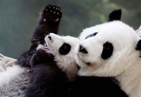 Panda Pregnant Atlantas Zoo Says 15 Year Old Giant Panda Will Deliver