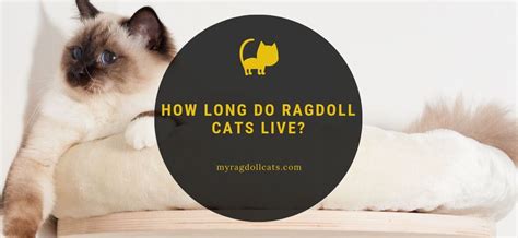 It depends on her health, how long her parents lived (probably impossible to tell, at this point. How Long do Ragdoll Cats Live (Lifespan Expectancy) - My ...