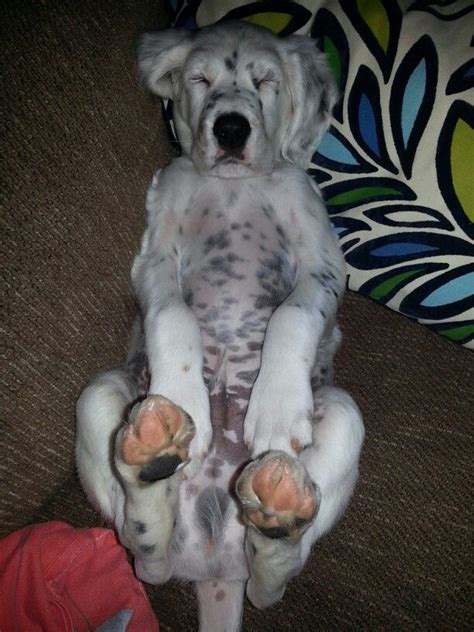 The english setter is a quick, quiet worker with an excellent nose and a coat that keeps the dog comfortable in both hot and cold weather. Snoozy puppy, English Setter named Darwin. | English ...
