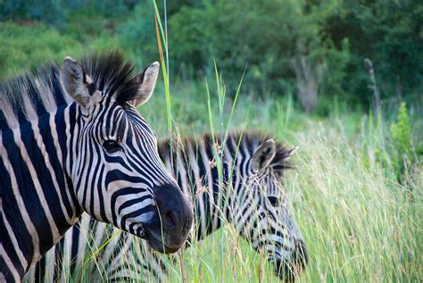 Zebra At Groenkloof Nature Reserve Ryan Kilpatrick Flickr