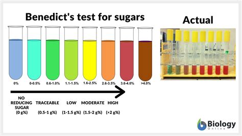 Reducing Sugar Definition And Examples Biology Online Dictionary