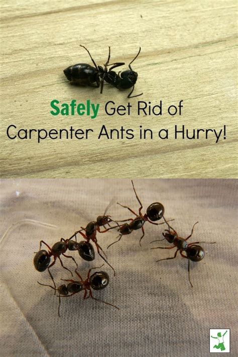 Check spelling or type a new query. Safely Get Rid of Carpenter Ants in a Snap | Healthy Home Economist | Carpenter ant, Ants, Ant ...