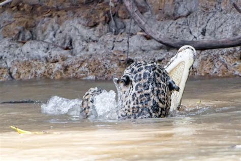 Jaguar Vs Caiman A Photo On Flickriver