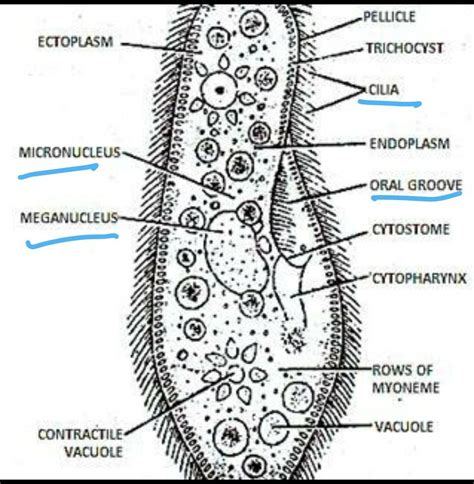 Draw Diagram Of Paramecium And Label The Following Parts Cilia