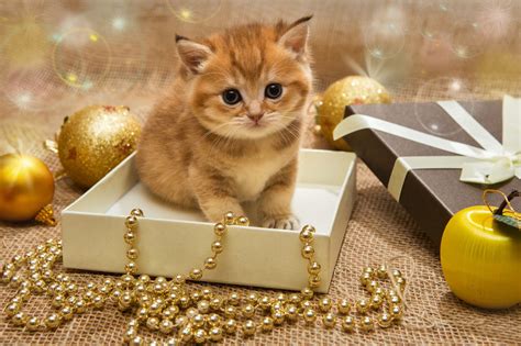 Please comment here using either facebook or wordpress (when available). 20 Interesting Facts About the Beautiful Orange Tabby Cat ...