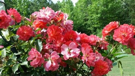 Characteristics evergreen, prune early to promote new growth. Cinco de mayo shrub roses | Shrub roses, Cinco de mayo, Shrubs