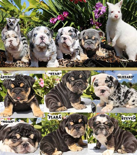 French bulldogs have erect bat ears and a charming, playful disposition. Shrinkabull's Tri & Blue Merle English Bulldog Litter FOR ...