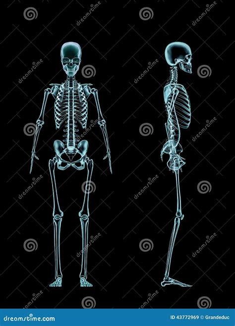 Female Skeleton Full Body X Ray Stock Illustration Image 43772969