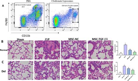 Effect Of Primary Peritoneal Macrophages Treated With Msc Tgf β1 On