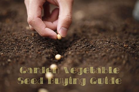 Garden Vegetable Seed Buying Guide Healthy Ideas For Kids