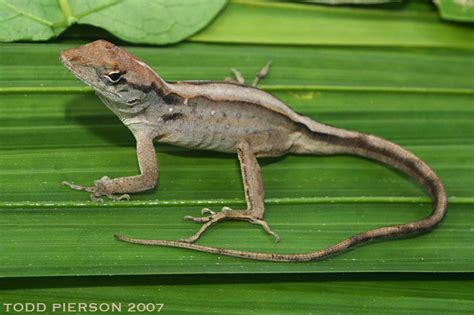 Brown Anole Reptiles Of Alabama · Inaturalist