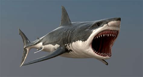 Realistic Great White Shark 3d Model