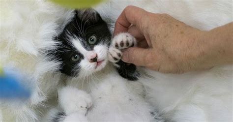 11 Things You Didnt Know About Polydactyl Cats