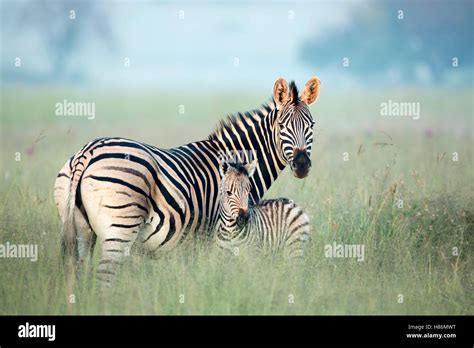 Burchells Zebra Equus Burchellii Mother And Foal In Tall Grass