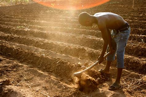 Farming Lures Back Young People In Africa Vida Newspaper