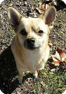 In some fortunate circumstances, an adoption can be finalized very quickly, sometimes within days! Vancouver, BC - Shiba Inu/Chihuahua Mix. Meet Ace, a dog ...
