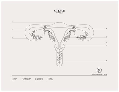 Uterus Colouring Sheet Designs By Duvet Days Anatomy Illustrations