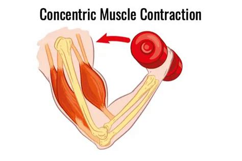 Different Types Of Muscle Contractions Explained