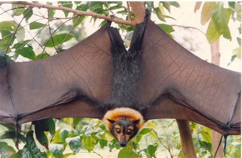 Spectacled Flying Fox On Tumblr