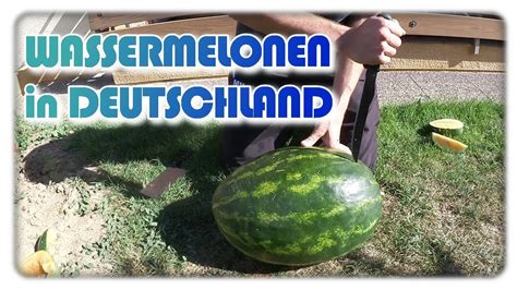 wassermelonen anbauen anbau pflege ernte verkostung youtube