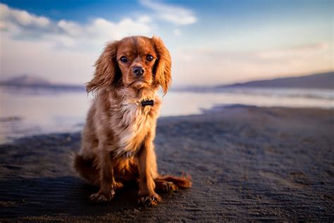 Free Images Beach Puppy Pet Spaniel Golden Retriever Vertebrate