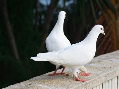 White Pigeon Doves Wallpaper 1920x1440 14568