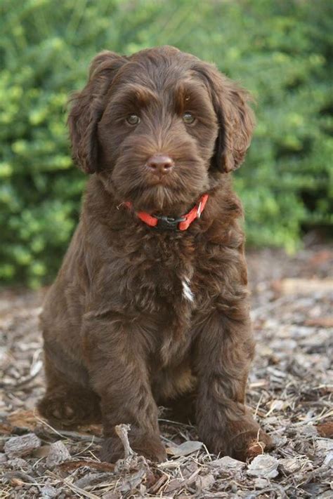 We are a small australian labradoodles breeder in the greenville, south carolina area (close to atlanta, charlotte, asheville, columbia). Australian Labradoodle Puppy