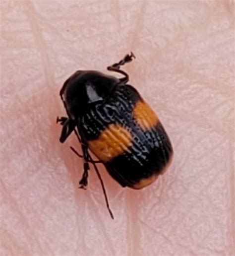 Beetle Bassareus Mammifer Bugguidenet