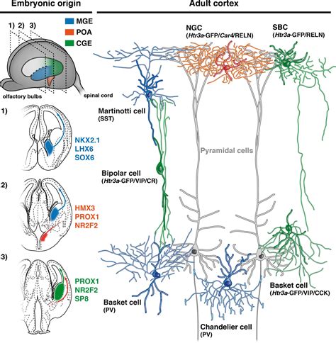 Figures And Data In Neurogliaform Cortical Interneurons Derive From